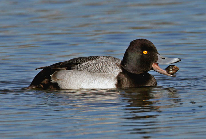 photo of lesser scaup