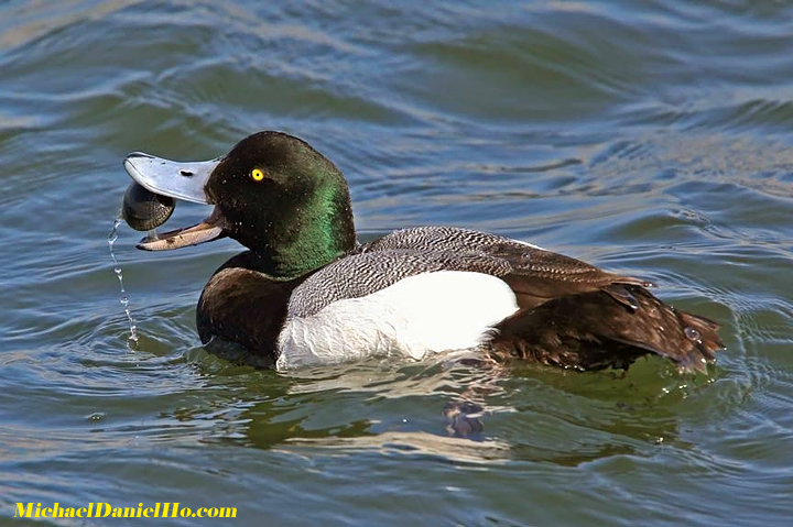 photo of lesser scaup