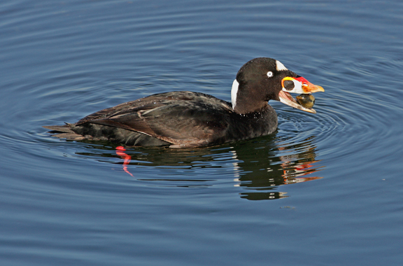 photo of surf scoter