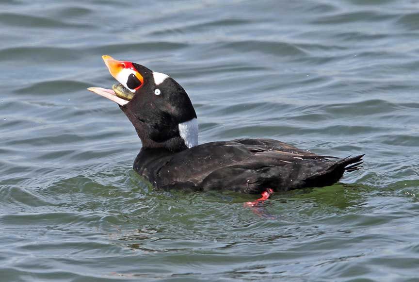 photo of surf scoter duck