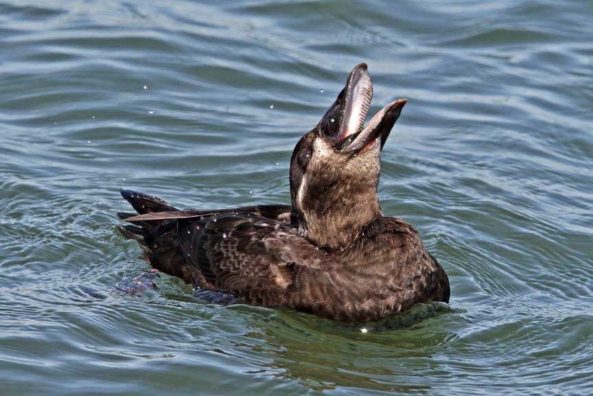 photo of surf scoter duck