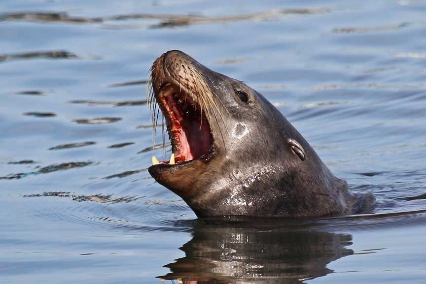 photo of sealion