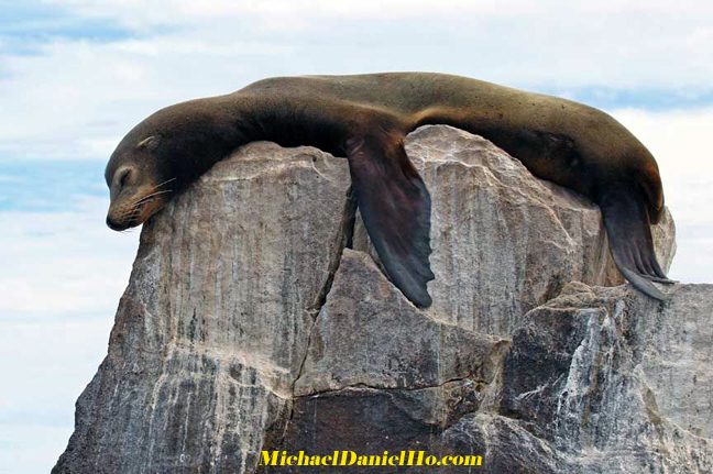 photo of sealion