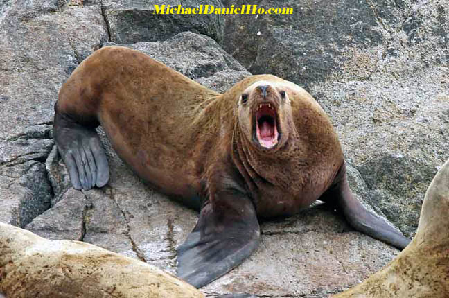 photo of sealion