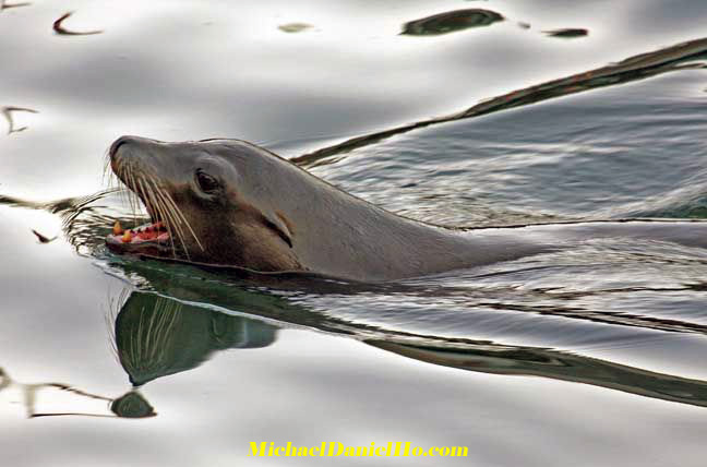 photo of California sealion