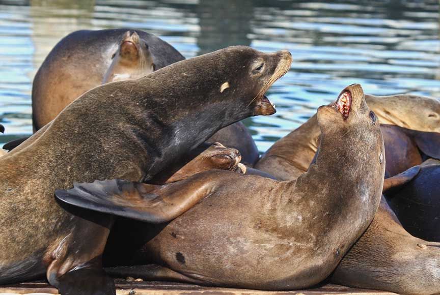 photo of sealion