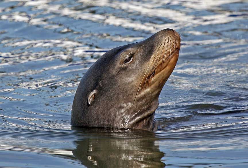 photo of sealion