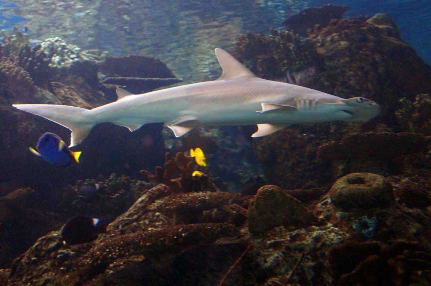 photo of shark