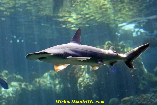 photo of shark