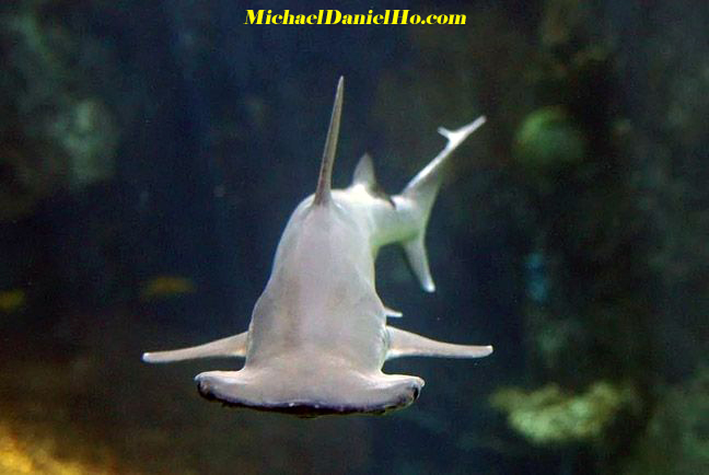 photo of hammerhead shark