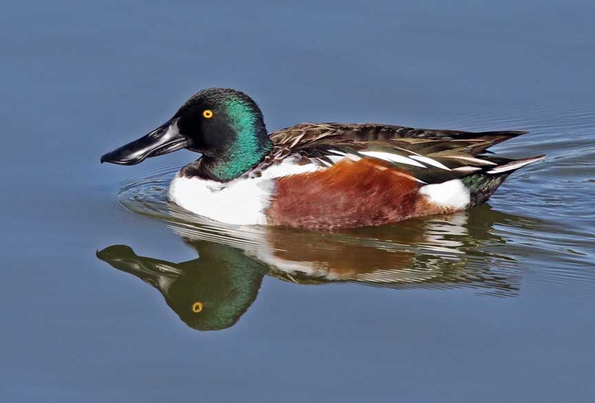 photo of northern shoveler