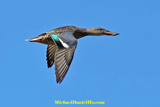 photo of northern shoveler duck