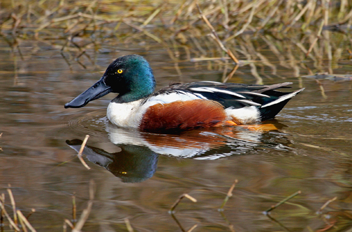 photo of northern shoveler