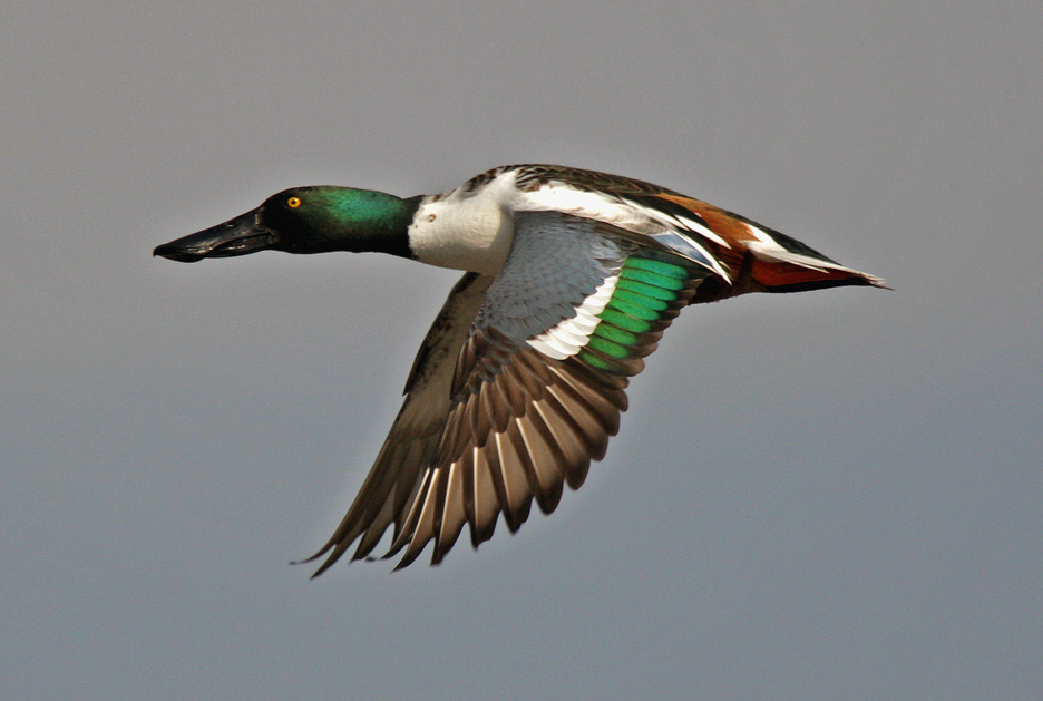 photo of northern shoveler