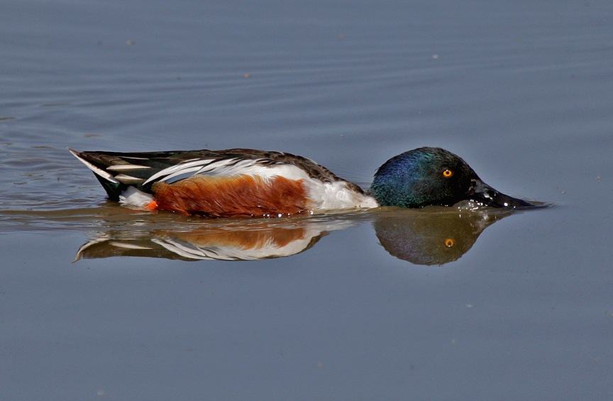 photo of northern shoveler