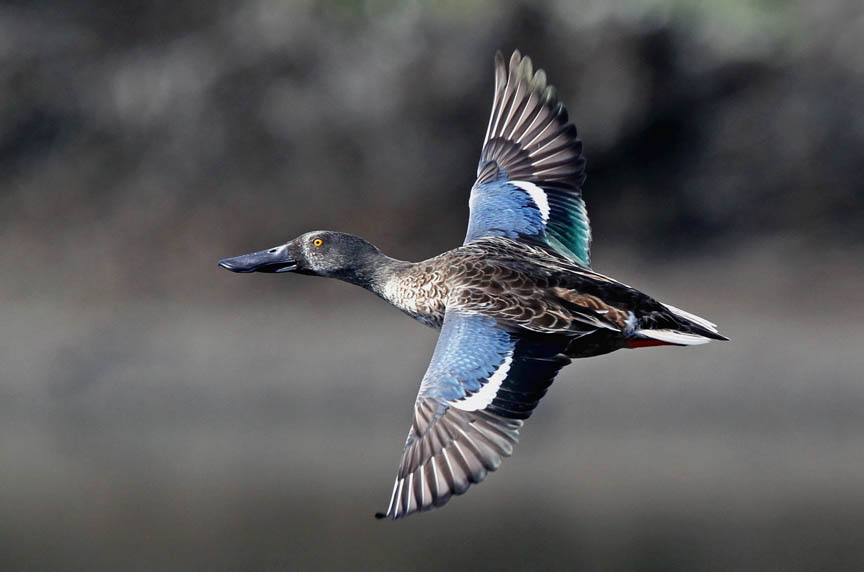 photo of northern shoveler