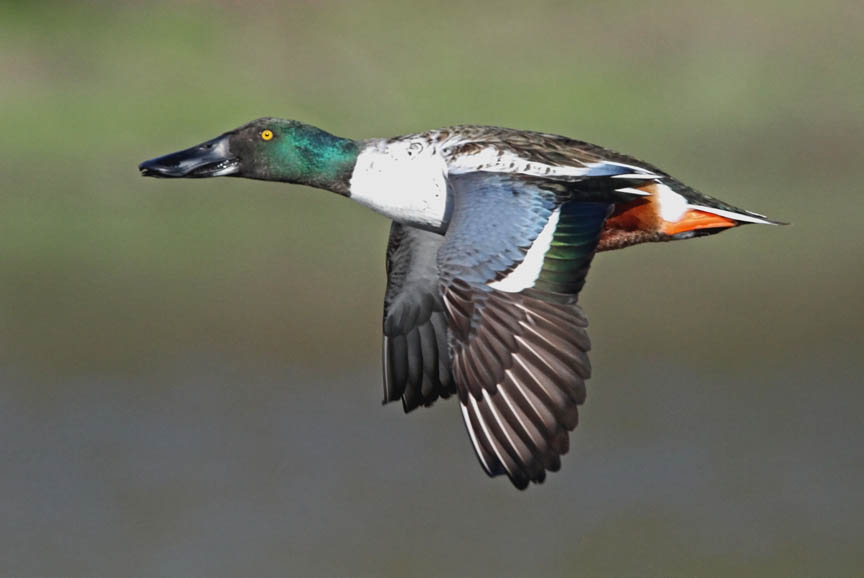 photo of northern shoveler