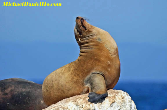 photo of sealion