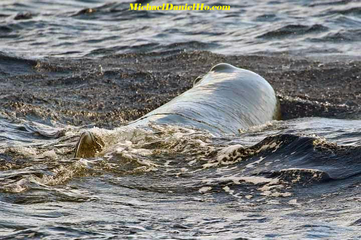 Sperm whale photo