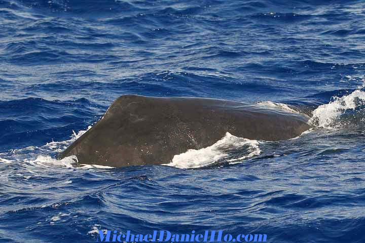 Sperm whale photos