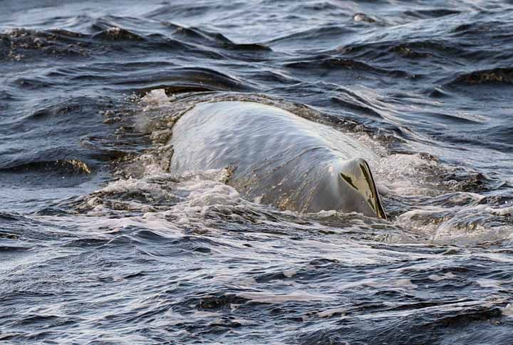 Sperm whale pictures