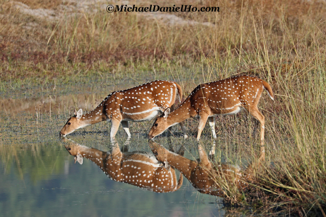 photo of spotted deer drinking in waterhole in india