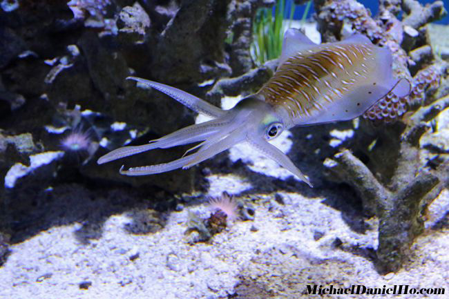 photo of squid