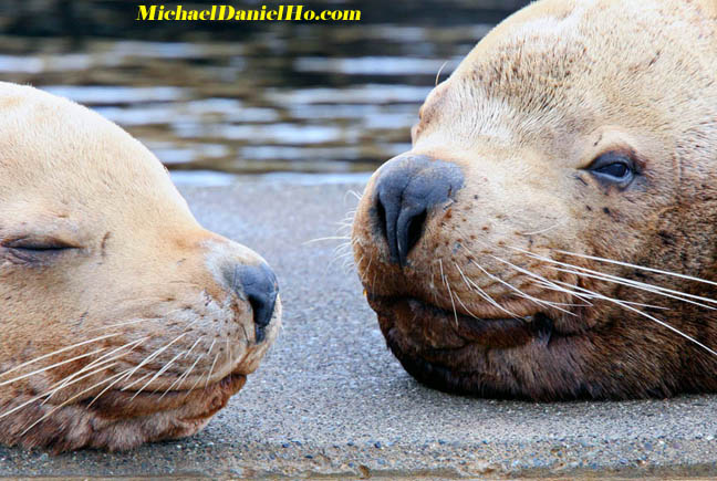 photo of Stellar sealion