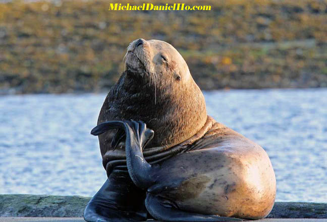 photo of Stellar sealion