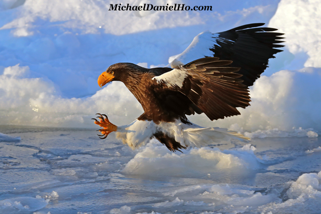 photo of Steller Sea Eagle in flight in Hokkaido, Japan