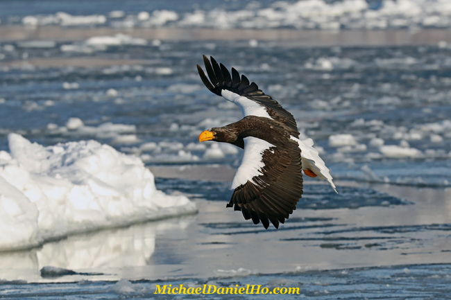 photo of Steller Sea Eagle in flight in Hokkaido, Japan