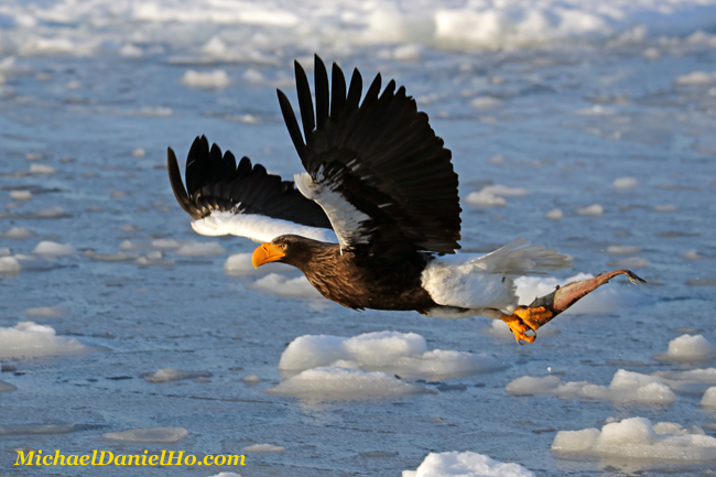 photo of Steller Sea Eagle with fish in flight in Hokkaido, Japan