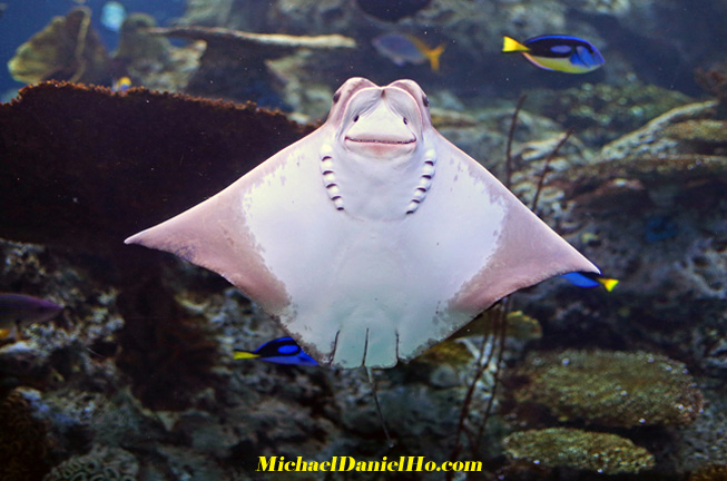 photo of stingray