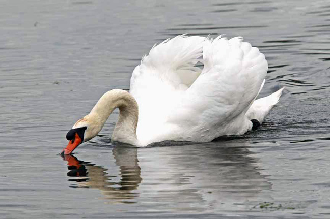 photo of mute swan