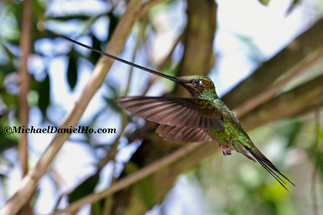 photo of sword billed hummingbird in ecuador