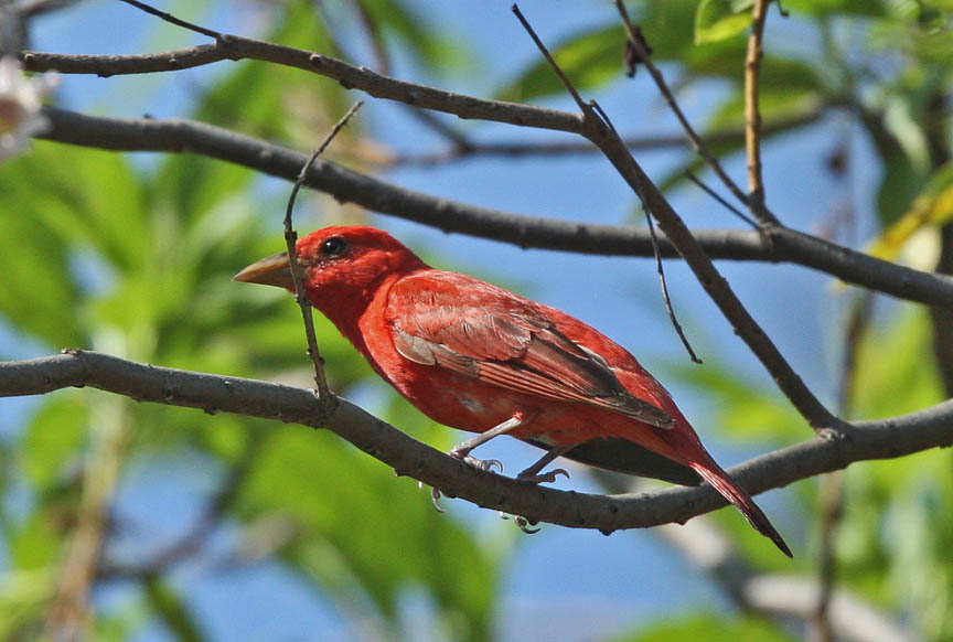 warbler photo