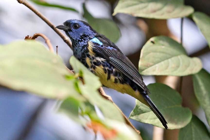 warbler photos