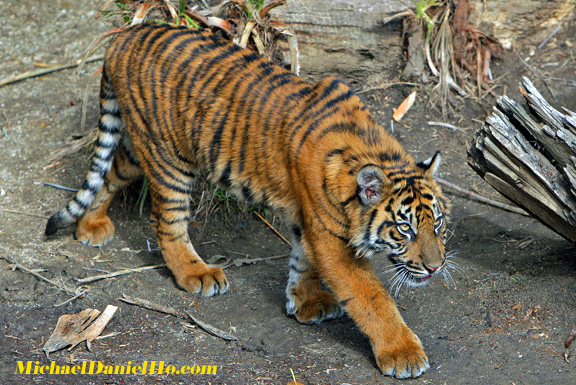 wild tiger photos