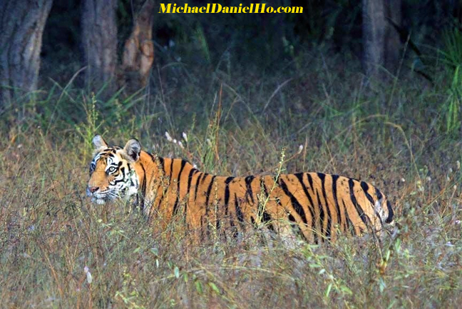 Bengal Tiger picture