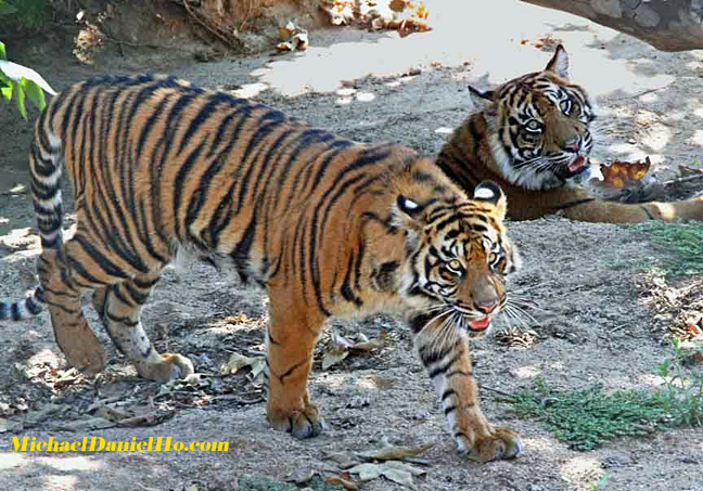 wild tiger photos