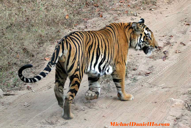 wild tiger photo