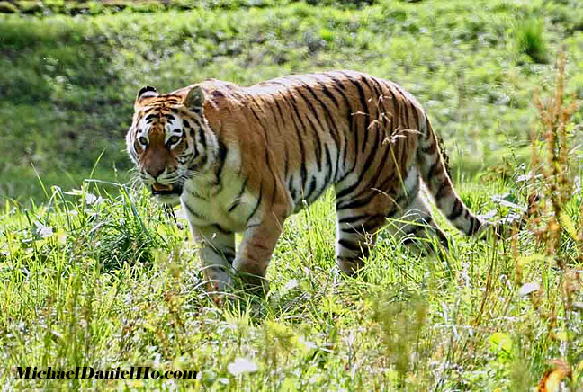 wild tiger photos