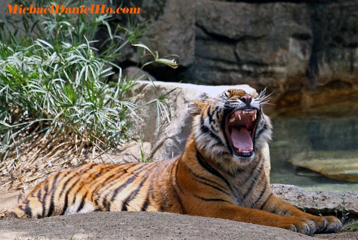 wild tiger photos