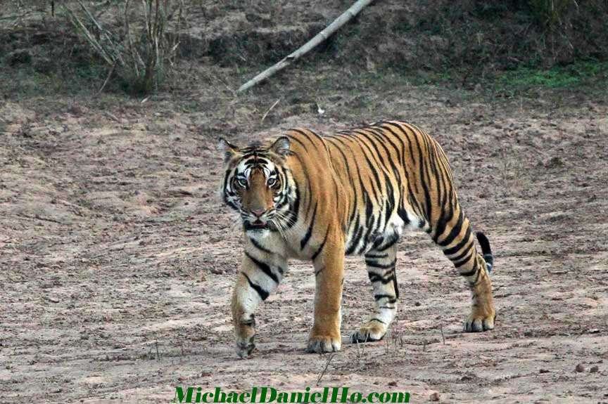 wild tiger photo