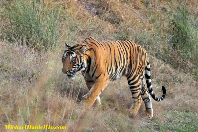 Tiger roaming the jungle in india
