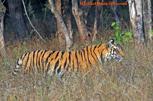 photo of wild tigers