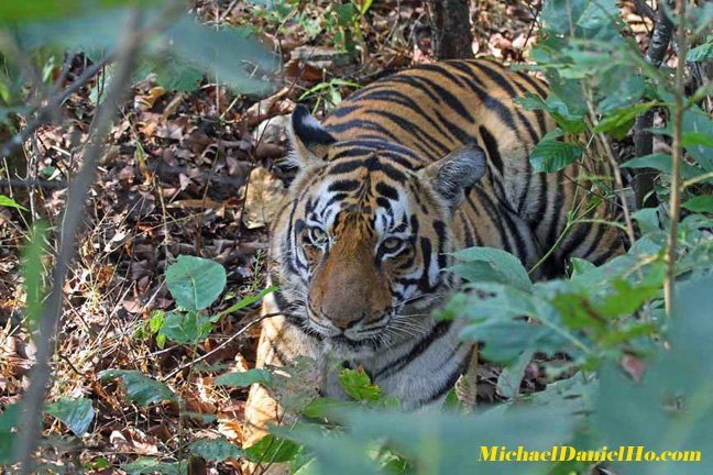 wild tiger photos