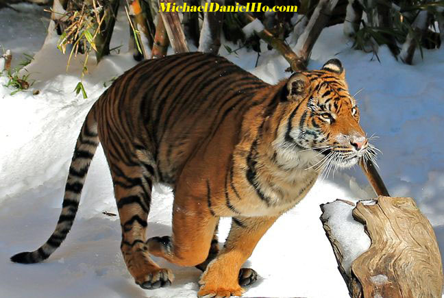 wild tiger photos