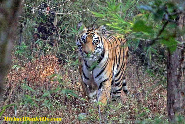 wild tiger photos