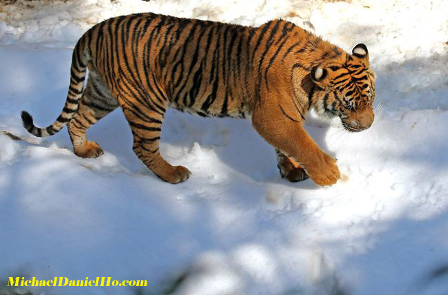 wild Tiger photos